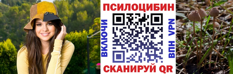 Псилоцибиновые грибы Psilocybe  купить   Томмот 